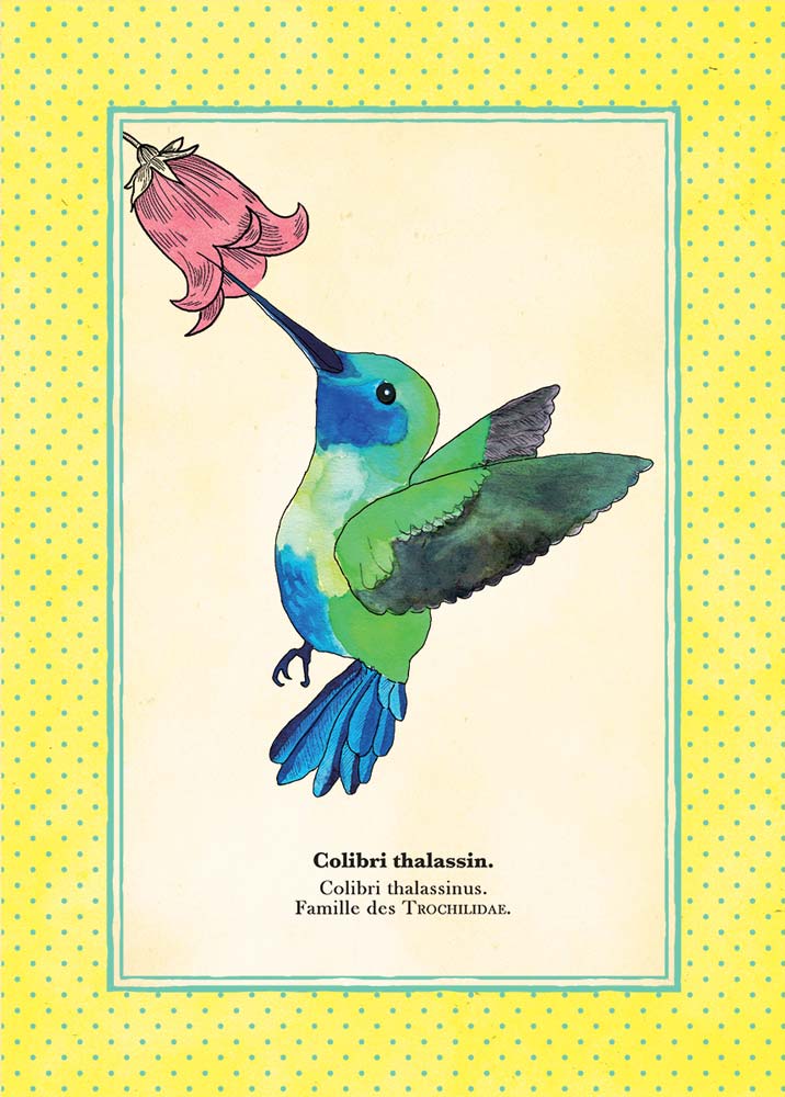 Illustration d'un colibri thalassin, façon gravure du 19ème siècle.