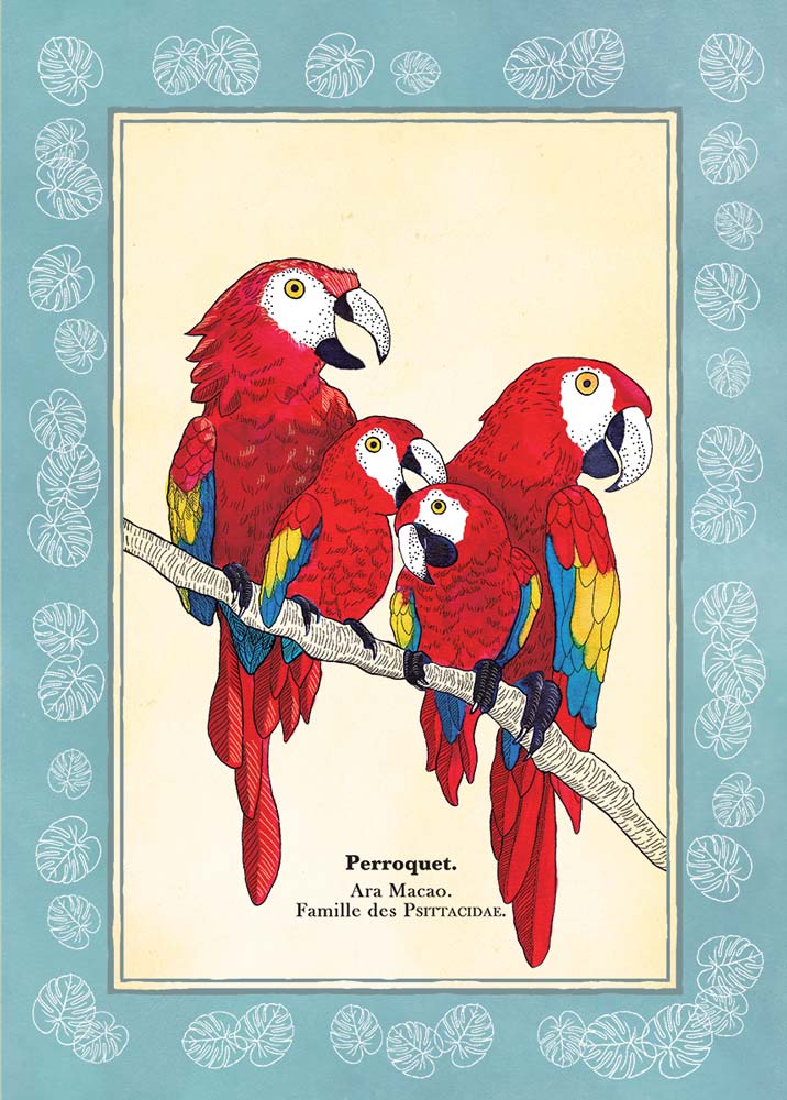 Illustration de perroquets, façon gravure naturaliste du 19ème siècle, avec une touche de tendresse.