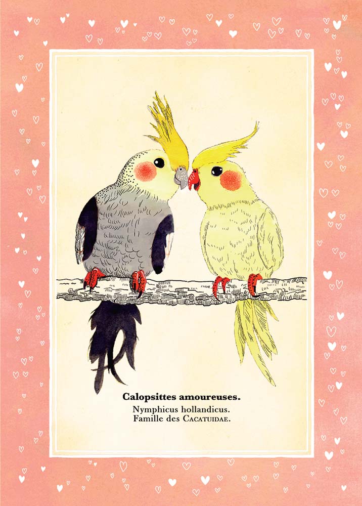 Illustration d'un couple de nymphicus hollandicus, façon gravure naturaliste du 19ème siècle.